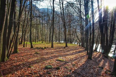 Trees growing in forest during autumn