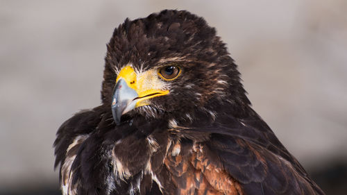 Close-up of eagle against blurred background