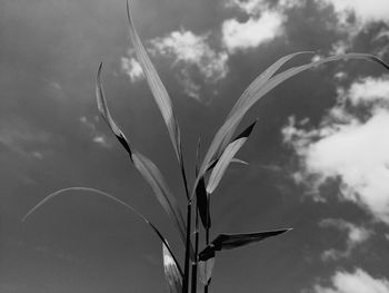 Low angle view of flowering plant against sky