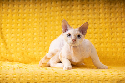 Portrait of cat sitting on floor