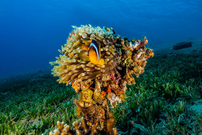 Clownfish in the red sea colorful and beautiful - photographed by avner efrati