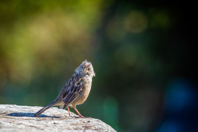 Close-up of bird perching outdoors