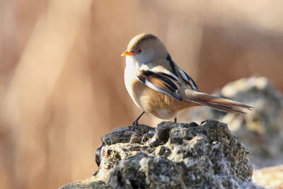 Close-up of bird perching on rock