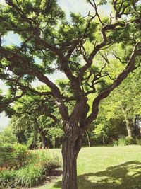 Trees on landscape