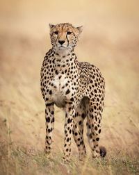 Portrait of a cat on field