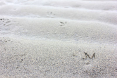 Paw prints on sand at beach