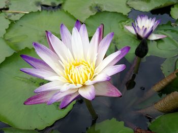 Close-up of water lily in lake