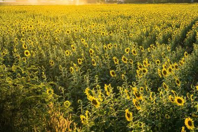 Close-up of yellow flowering plants on field