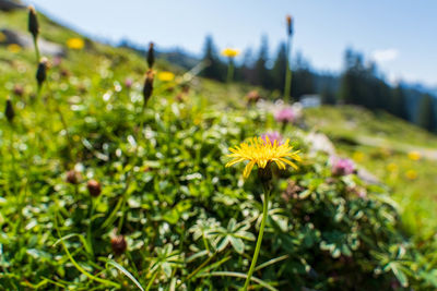 Close-up of yellow flowering plants on field