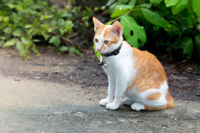 Cat looking away