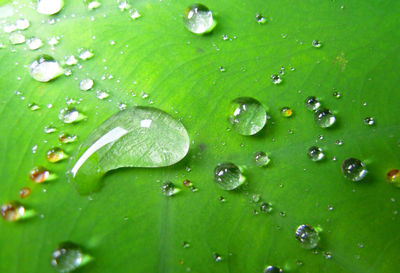 Full frame shot of raindrops on leaves