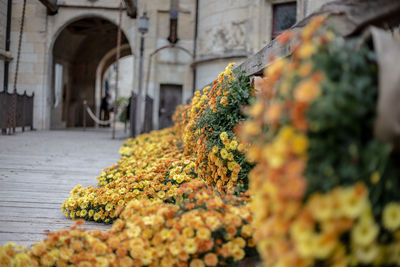 Close-up of orange flowering plant against building