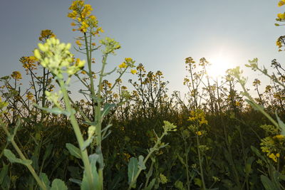 Yellow flowering plants on field against sky