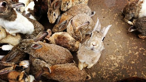 High angle view of rabbits on field