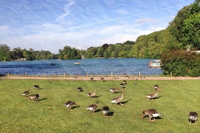 Flock of ducks on grass by lake against sky