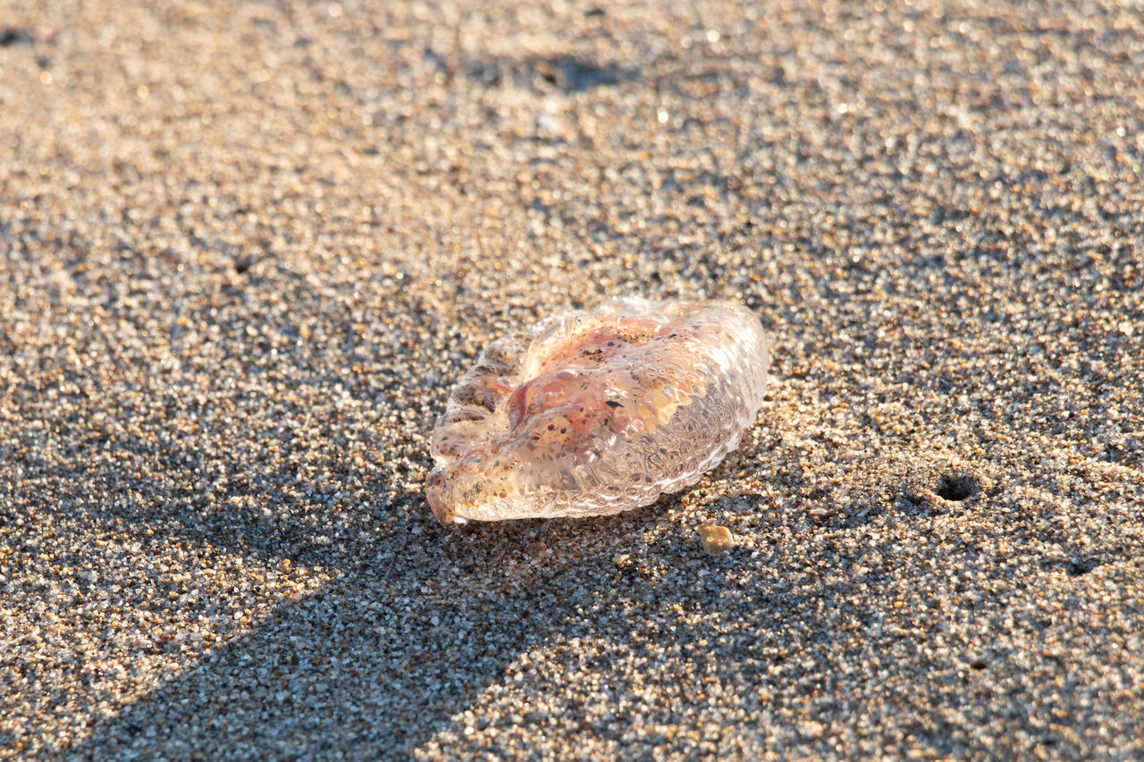 CLOSE-UP OF STARFISH ON BEACH