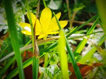 Close-up of flowers blooming in field