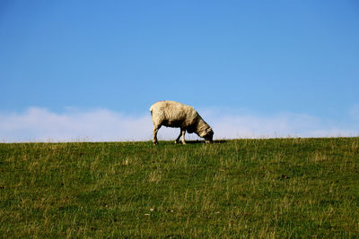 Adult sheep grazing in green pastures with sky background