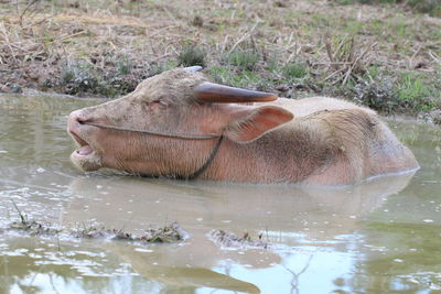 View of turtle in water