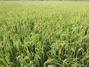 Full frame shot of corn field