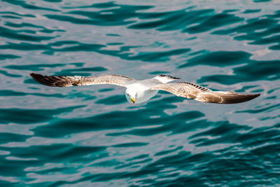 Seagulls flying over sea