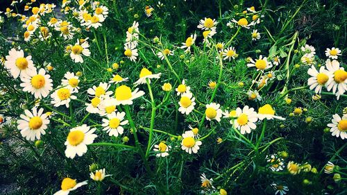 Close-up of daisy flowers blooming in field