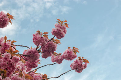 Low angle view of pink cherry blossoms against sky