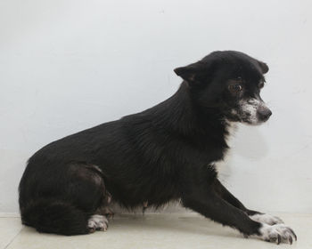 Black dog looking away while sitting on floor