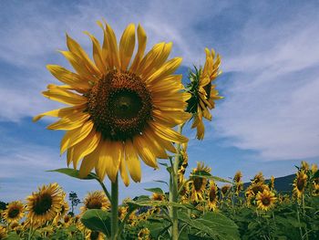 Low angle view of sunflower blooming against sky