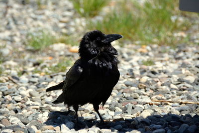 Black bird on field