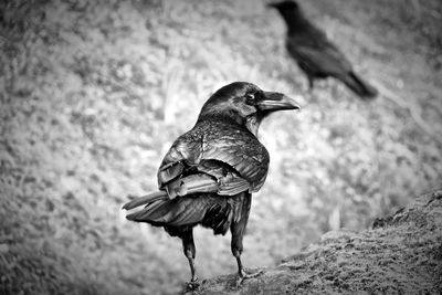 Close-up of bird perching on rock