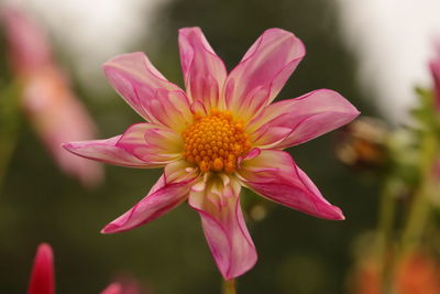 Close-up of pink flower