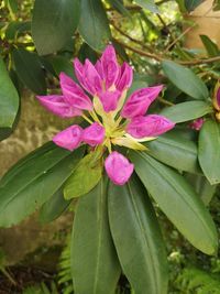 Close-up of pink flowering plant