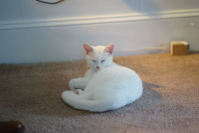 Close-up of a cat resting