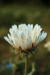 Close-up of white flower blooming outdoors