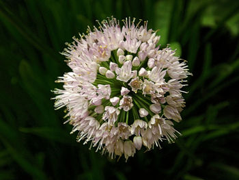 Close-up of white flowers