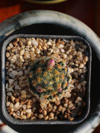 High angle view of succulent plant in container