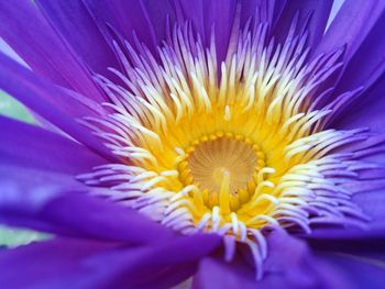 Close-up of purple flower