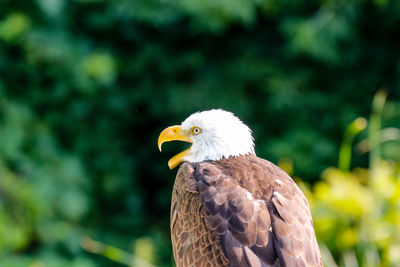 Close-up of eagle against blurred background