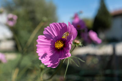 Close-up of pink flowering plant