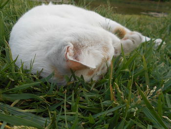 Close-up of sheep in grass