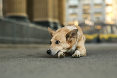 Dog looking away on road in city