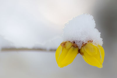 Close-up of yellow flower