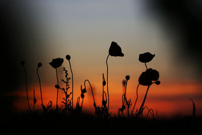 Close-up of silhouette plants on field against sky during sunset