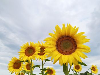 Close-up of yellow sunflower against sky