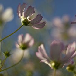 Close-up of pink flower