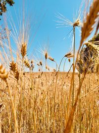 View of wheat field against sky