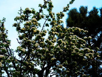 Low angle view of tree against sky