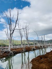 Bare tree by lake against sky