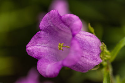 Close-up of purple flowering plant